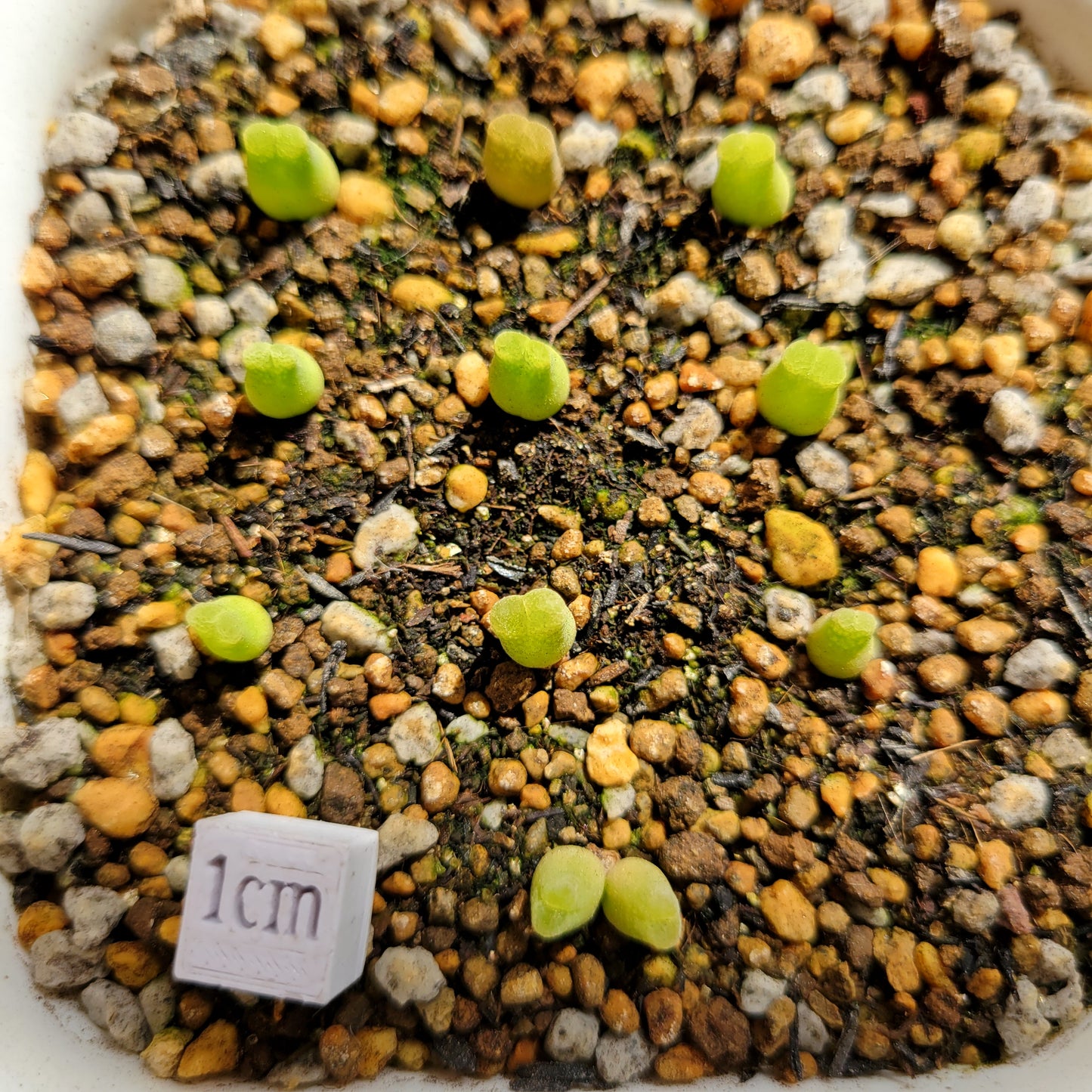 Conophytum Devium MG#1416.4