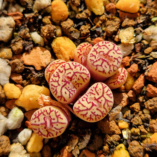 Conophytum Minimum Wittebergense RR714 Clusters