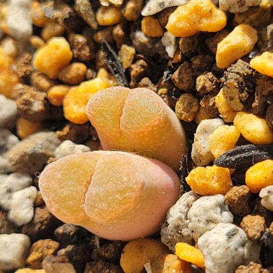 Conophytum/Ophthalmophyllum Friedrichiae 2 Heads and/or Mutated (Trident) RANDOMLY PICKED