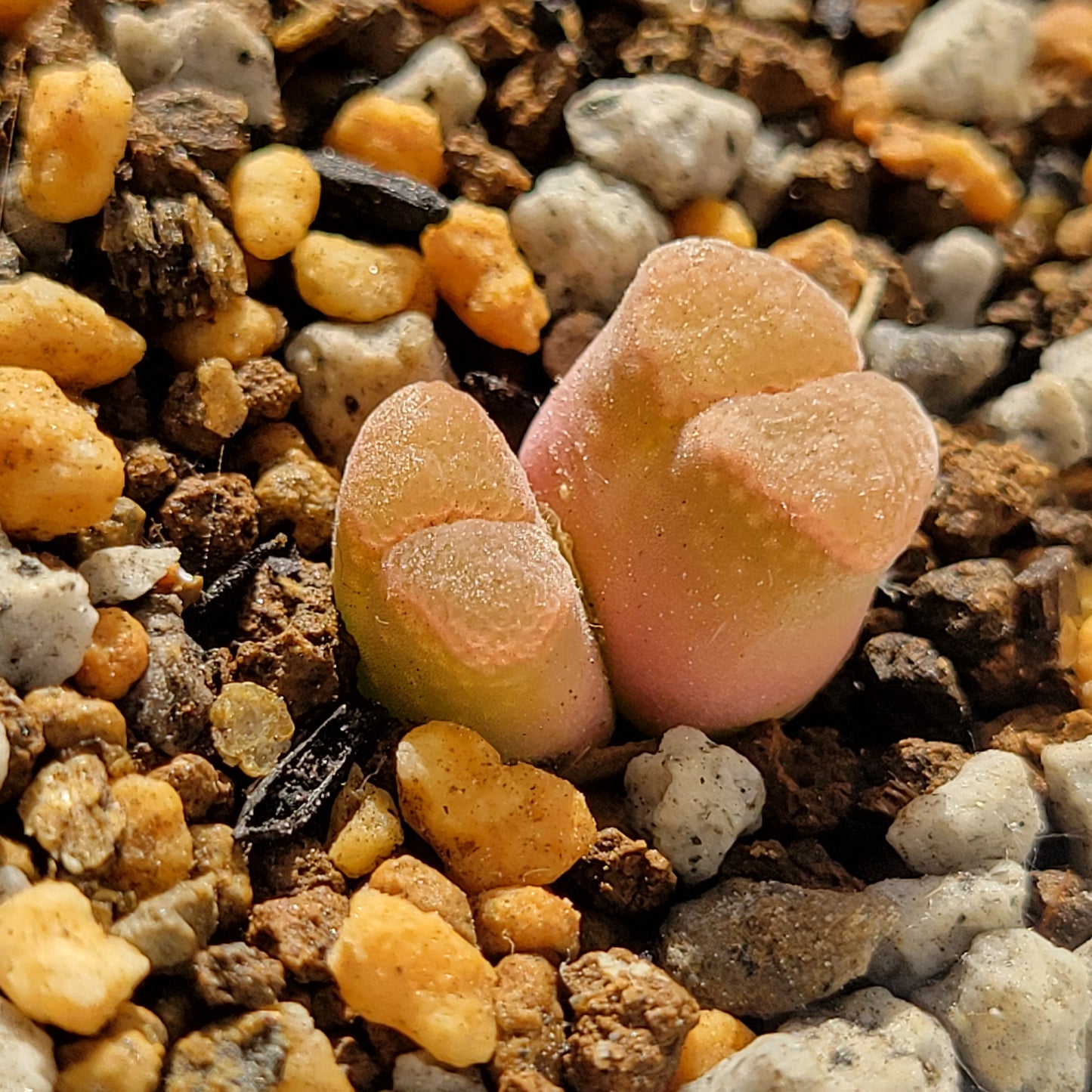 Conophytum/Ophthalmophyllum Friedrichiae 2 Heads and/or Mutated (Trident) RANDOMLY PICKED