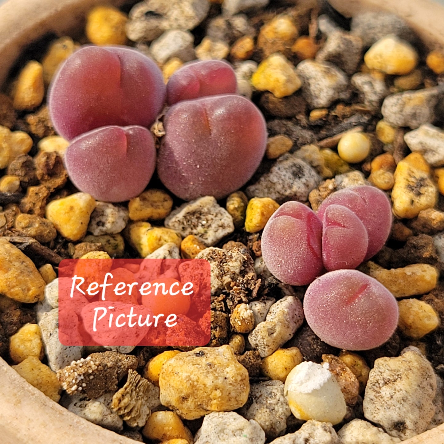 Conophytum Gibbaeum Pilosulum Clusters (short hair)