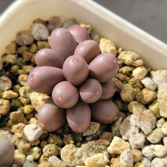 Conophytum Brunneum Cluster