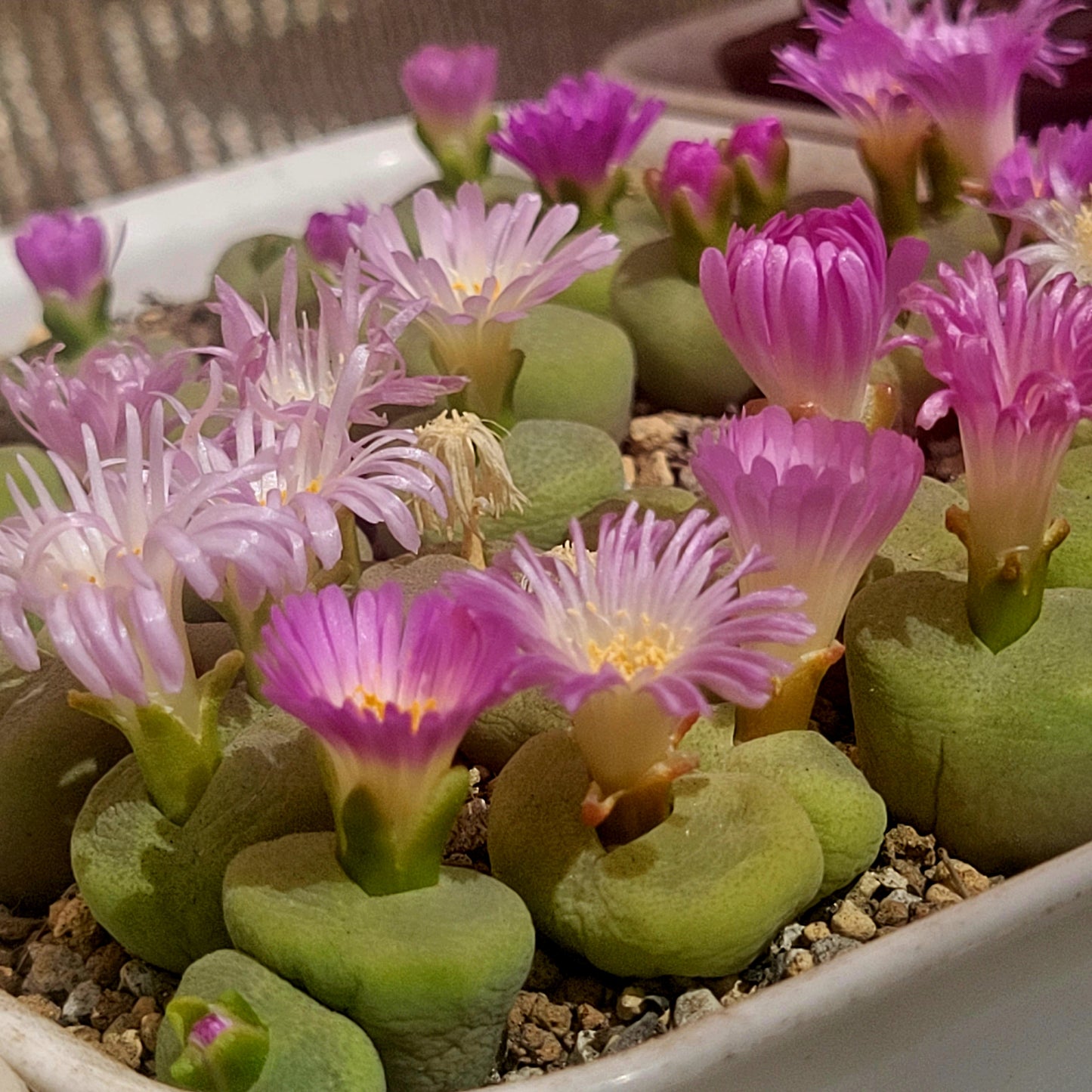 Conophytum Subfensetratum / Pillansii Mother Plant