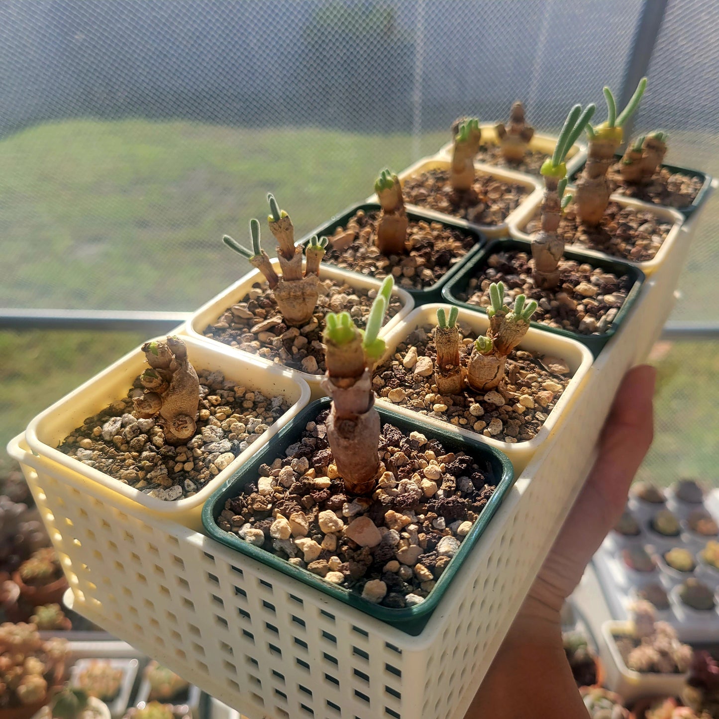 Monilaria Obconica "Bunny Ears" Cute & Awakened