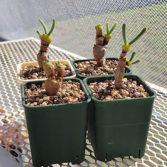 Monilaria Obconica "Bunny Ears" Cute & Awakened