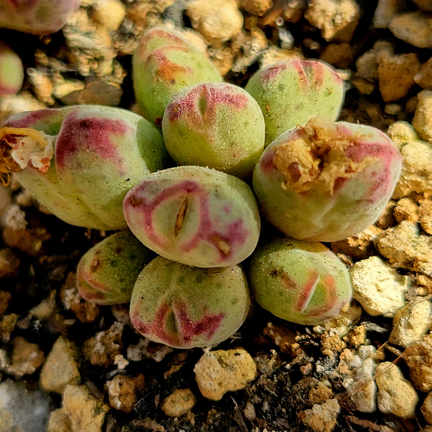 Conophytum Marginatum Hybrid Cluster All 9-Heads TINY SIZE