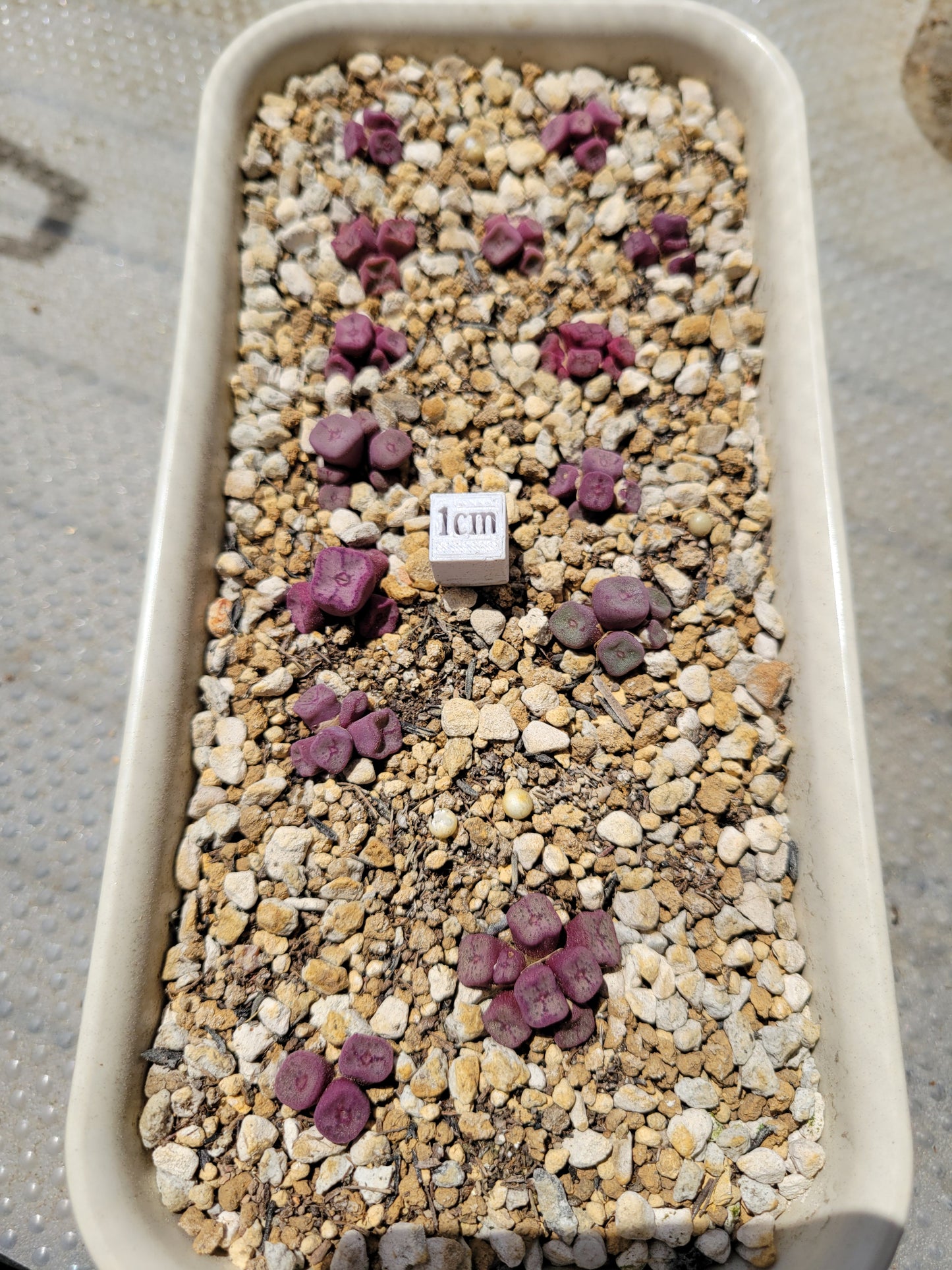 Conophytum Cubicum Cluster RANDOMLY PICKED