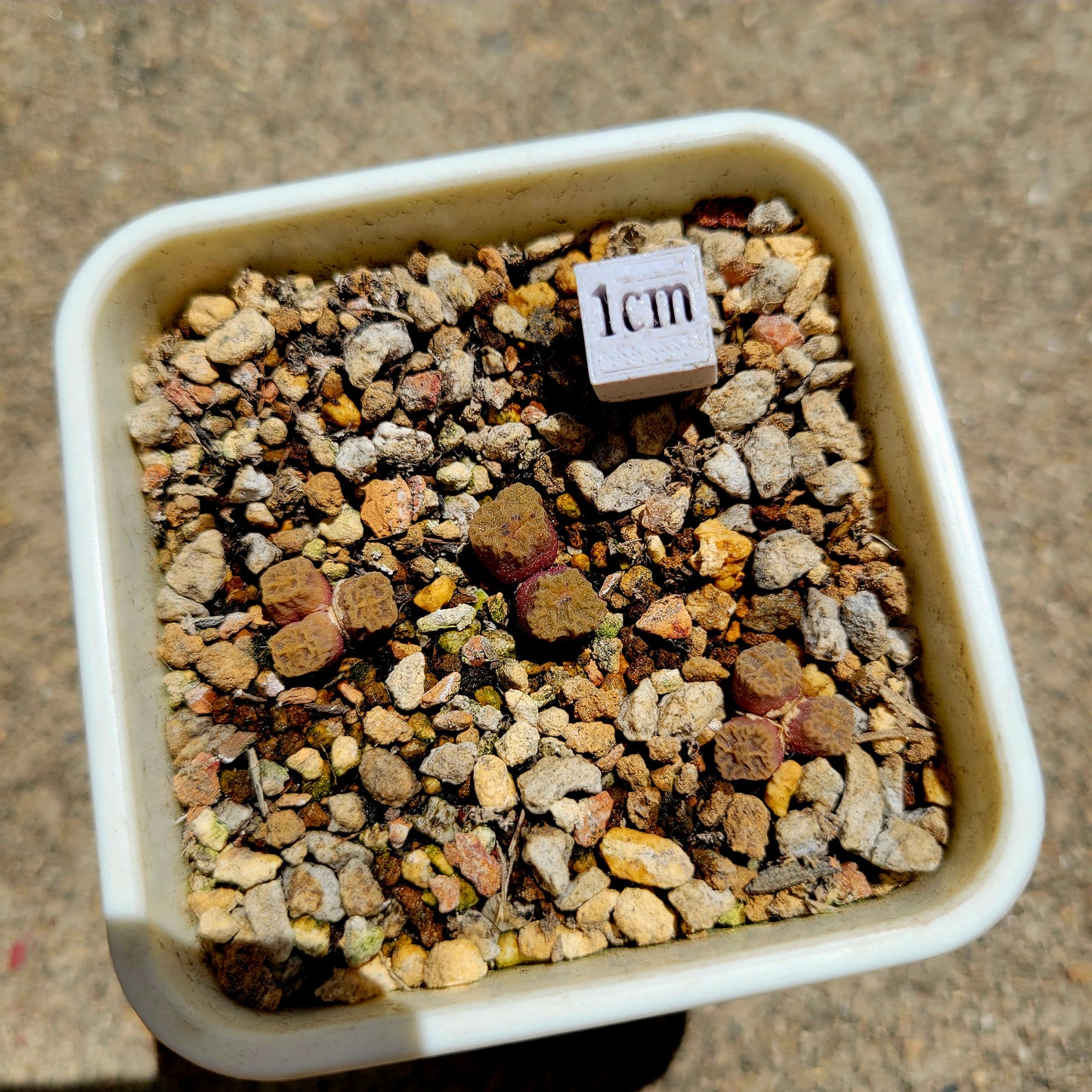 Conophytum Angelicae RANDOMLY PICKED