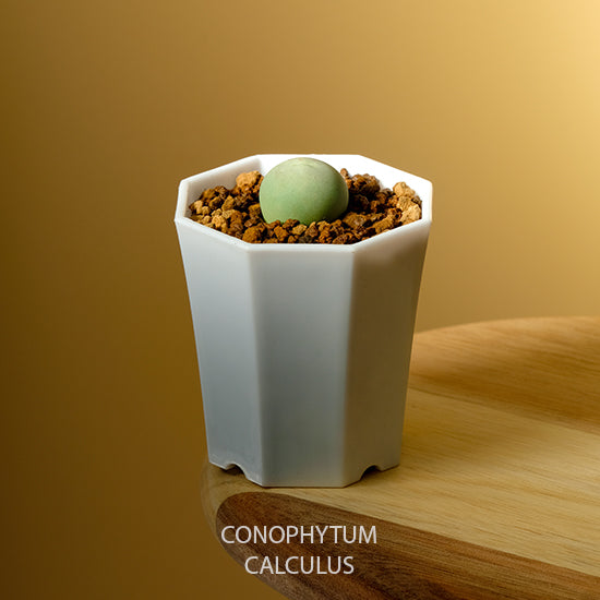 LaSucculand Conophytum Calculus