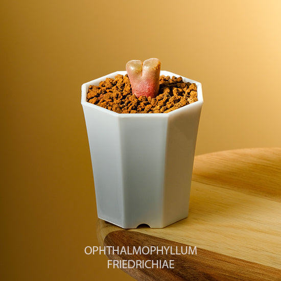 LaSucculand Ophthalmophyllum Friedrichiae