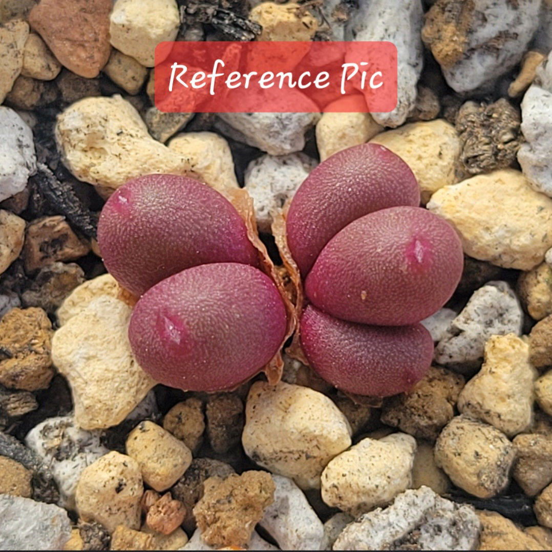 Conophytum Brunneum Cluster
