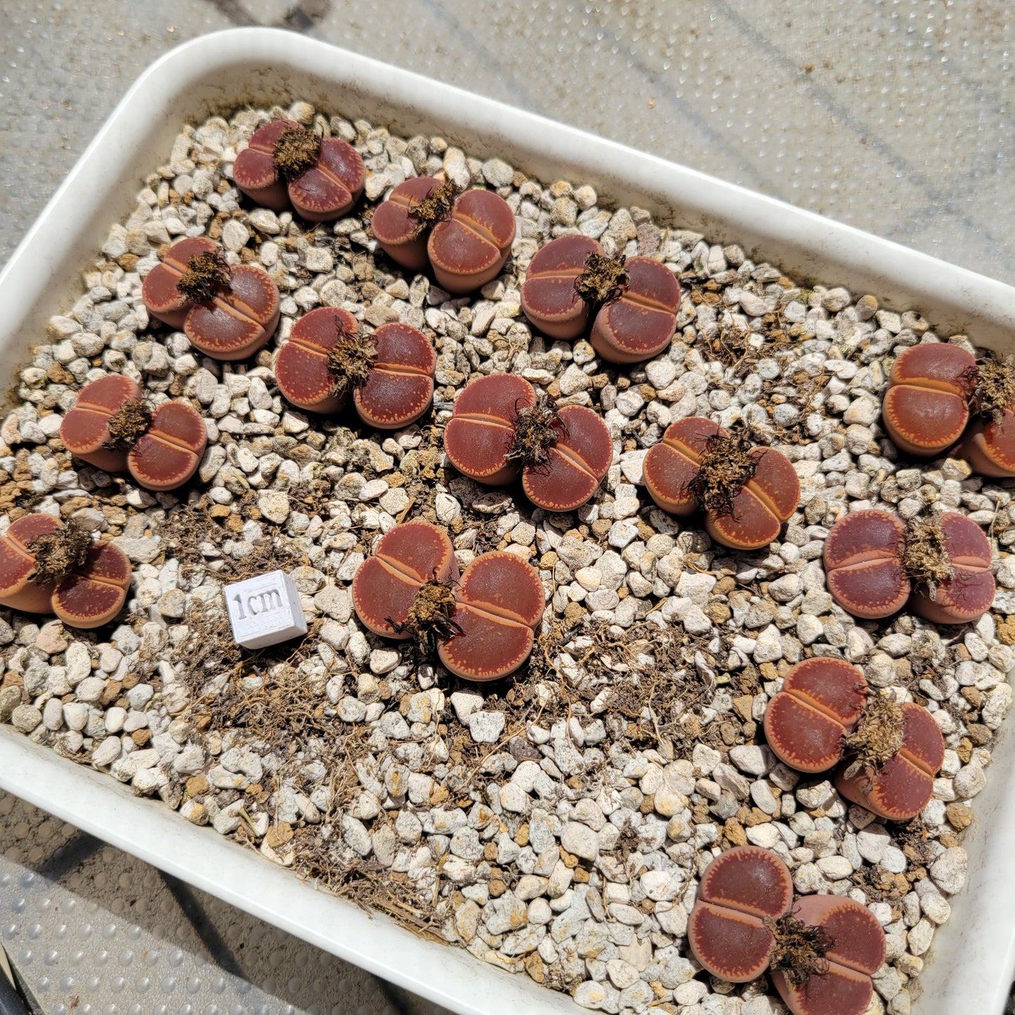 Lithops Aucampiae Kokerboom 'KO' Mother Plants