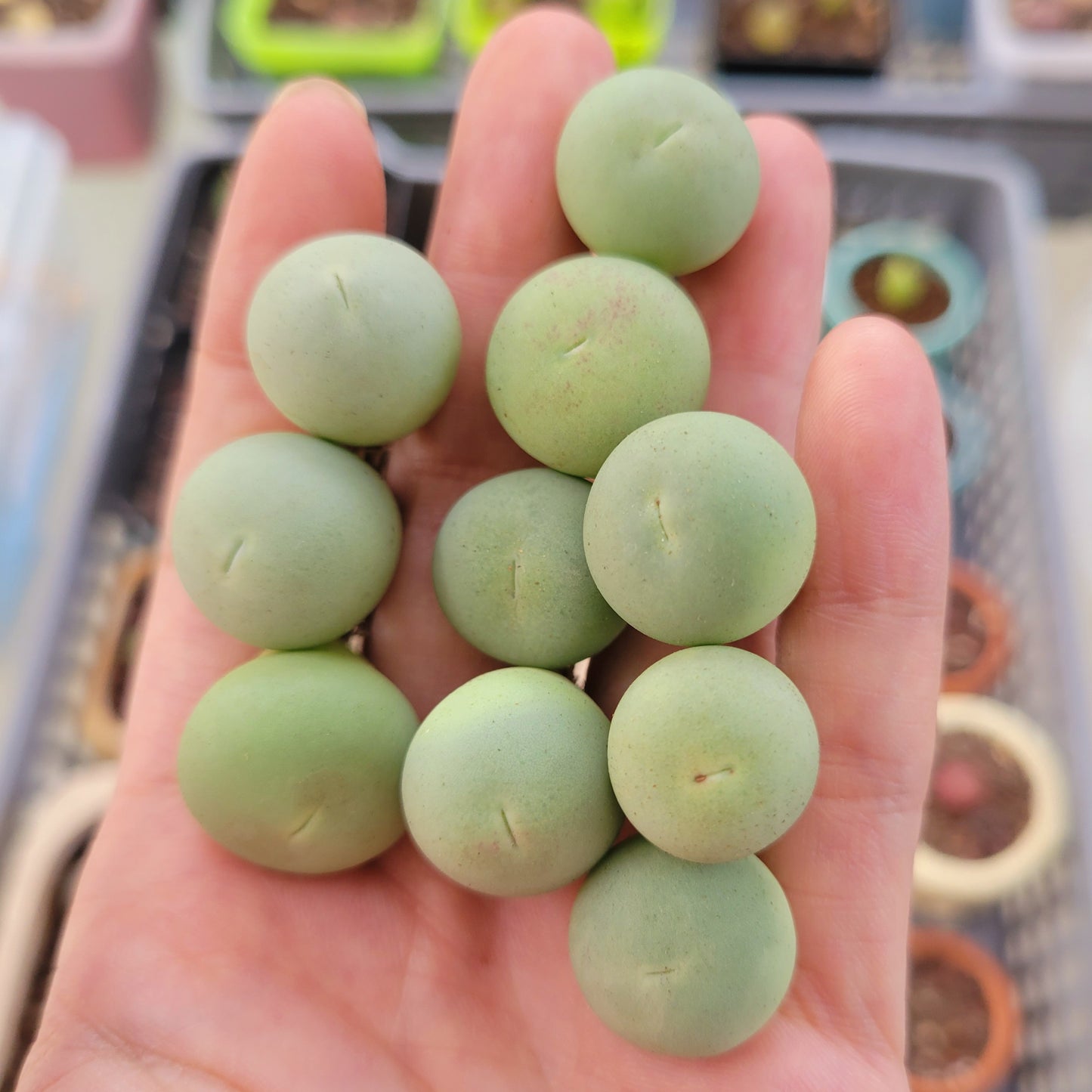 Conophytum Calculus Size 1.40cm+