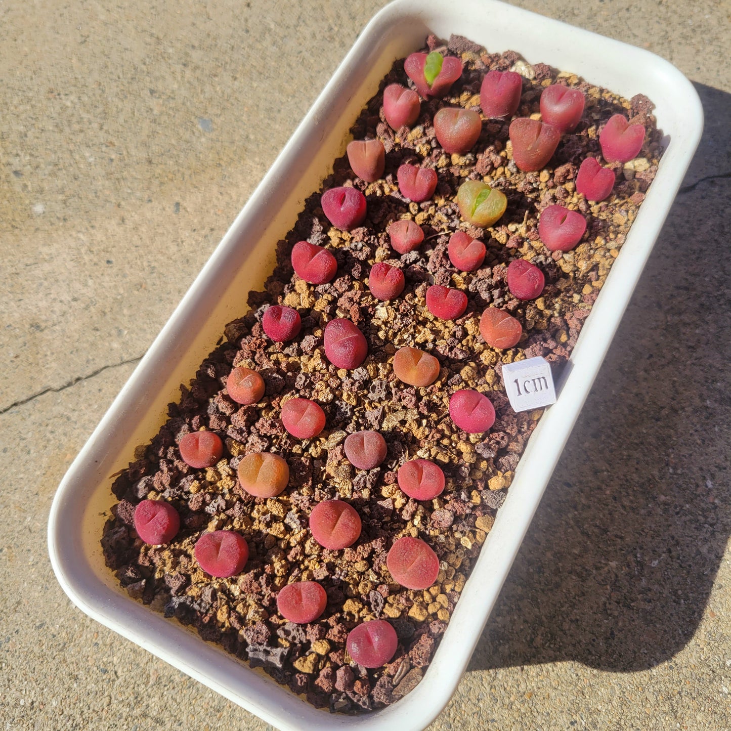 Two All Red Conophytum Maughanii - 1.0 cm Plus - Randomly Picked