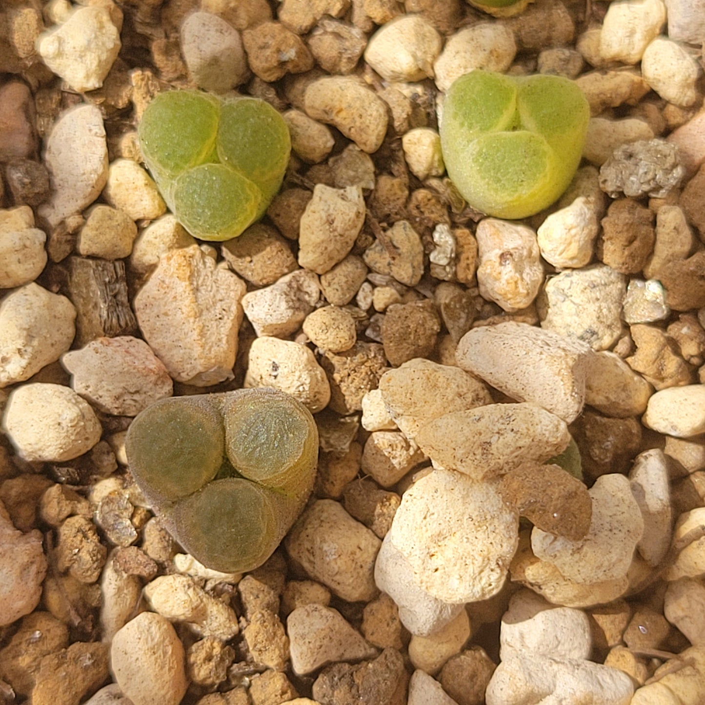 Conophytum/Ophthalmophyllum Friedrichiae 2 Heads and/or Mutated (Trident) RANDOMLY PICKED