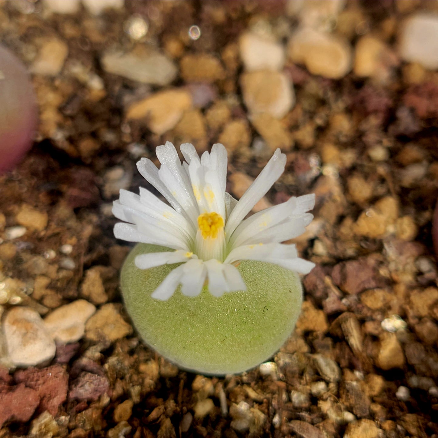 Conophytum Concavum Mother Plant - Randomly Picked