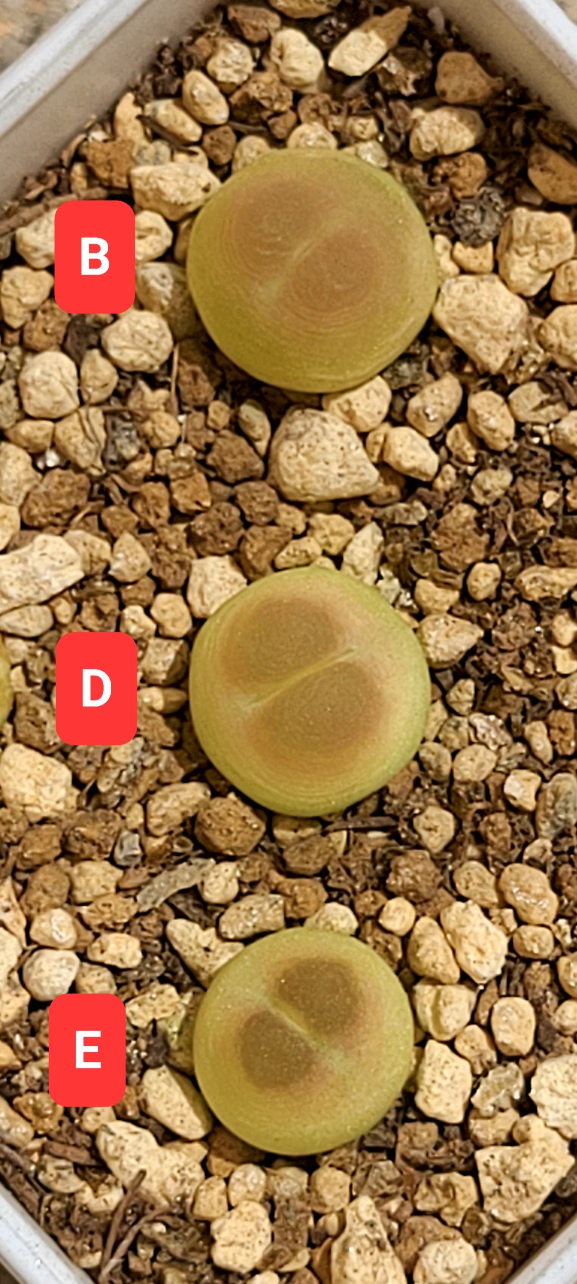 Conophytum Ratum SH1200