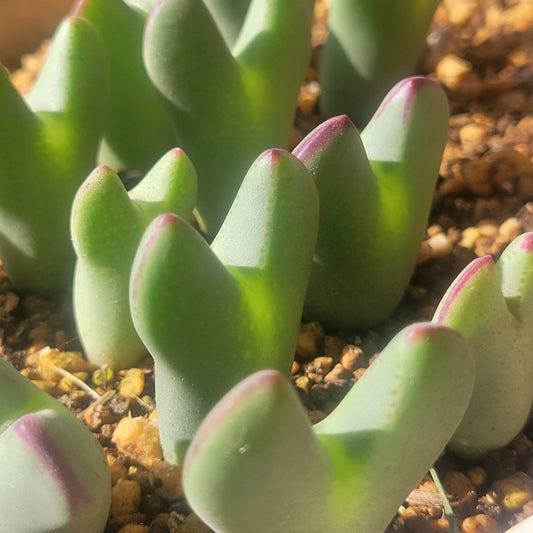 Conophytum Bilobum