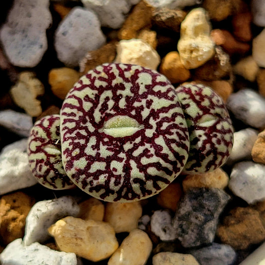 Conophytum Minimum Wittebergense RR714 2H/3H/Cluster