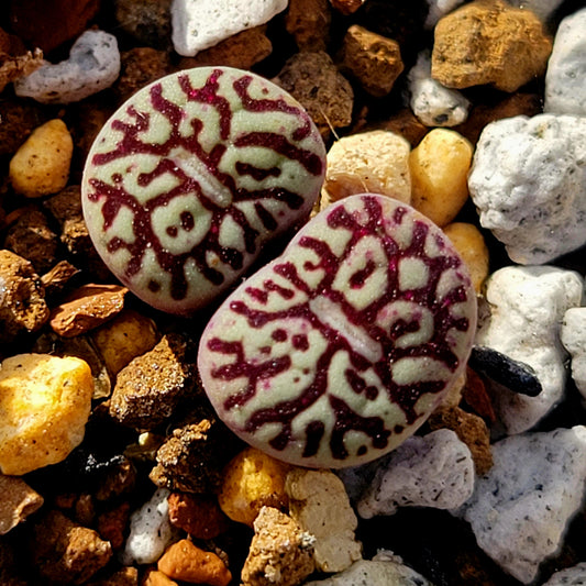 Conophytum Minimum Wittebergense RR714 2H/3H/Cluster