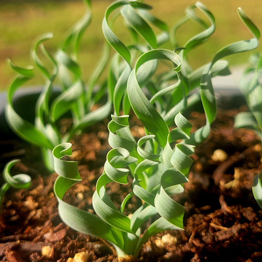 Albuca Concordiana ALL AWAKEN Randomly Picked
