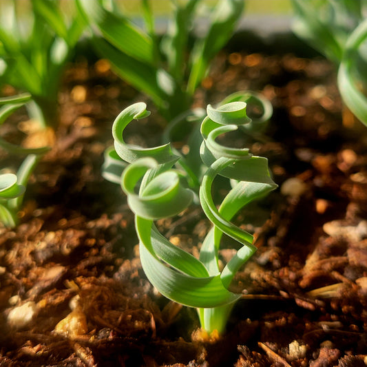 Albuca Concordiana ALL AWAKEN Randomly Picked