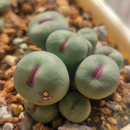 Conophytum Pageae SB1195 3/4/9/10 Heads
