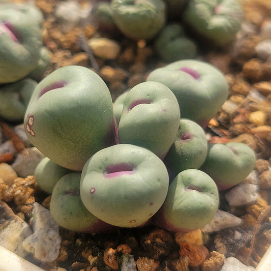 Conophytum Pageae SB1195 3/4/9/10 Heads