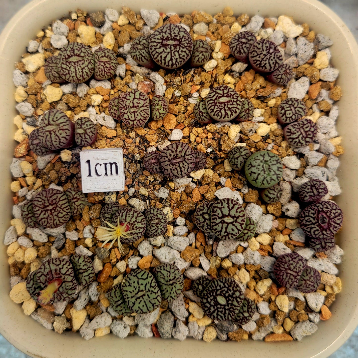 Conophytum Minimum Wittebergense RR714 2H/3H/Cluster