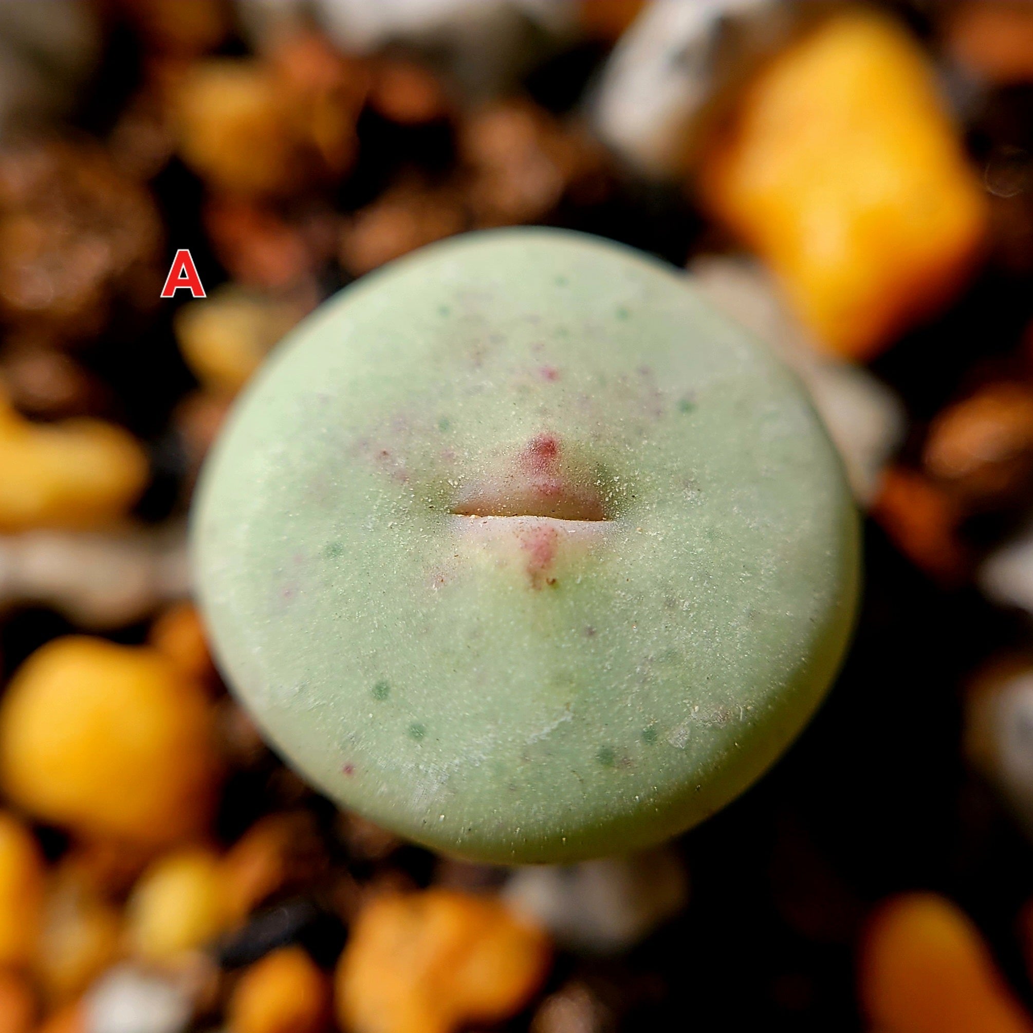 コノフィツム　stevens jonesianum Conophytum Stevens Jonesianum – La Succuland