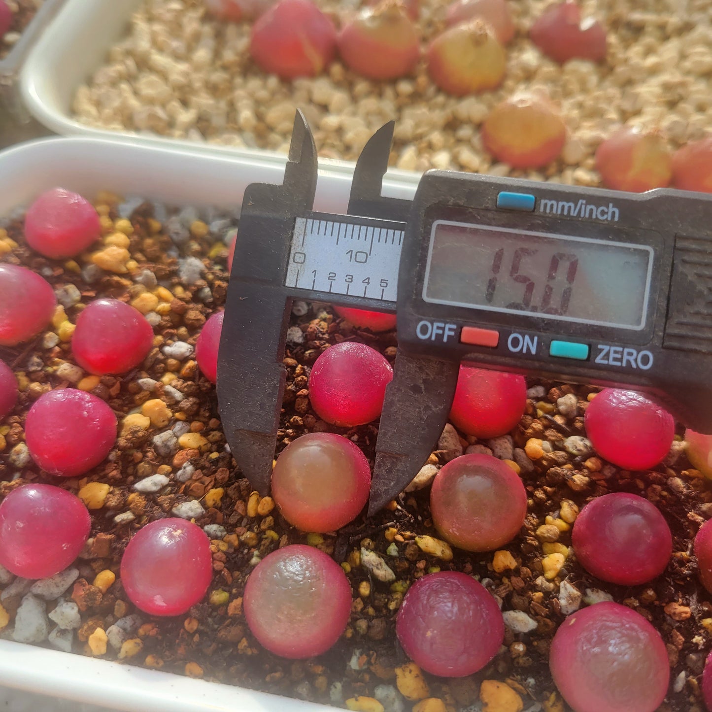 Conophytum Burgeri SH409 1.50cm (0.60")