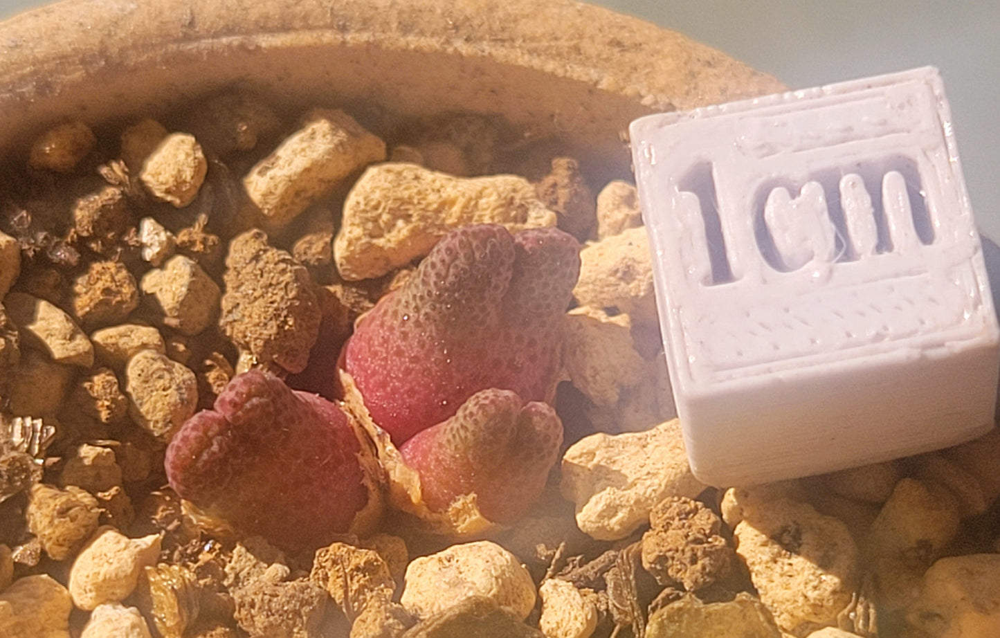 Conophytum Marginatum ARM955D 3-Heads