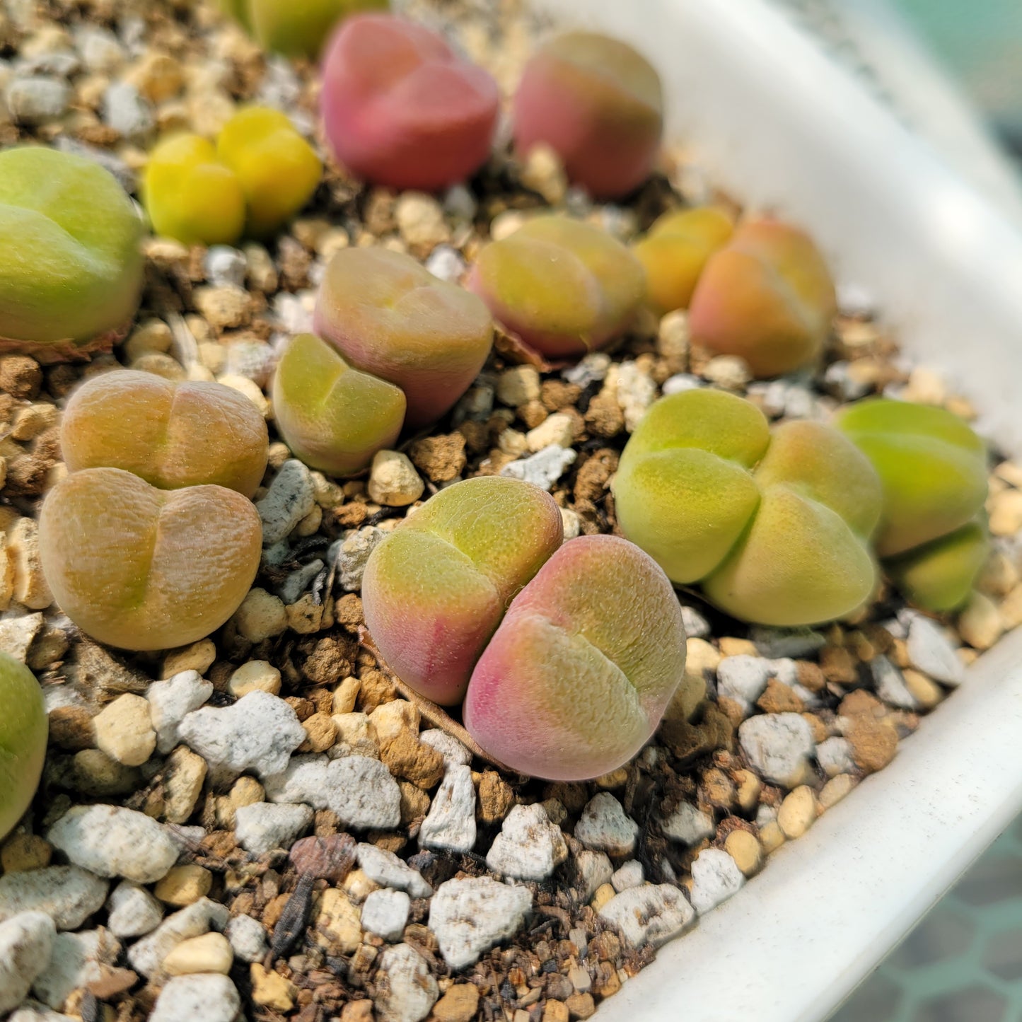 Conophytum Subfensetratum / Pillansii Mother Plant