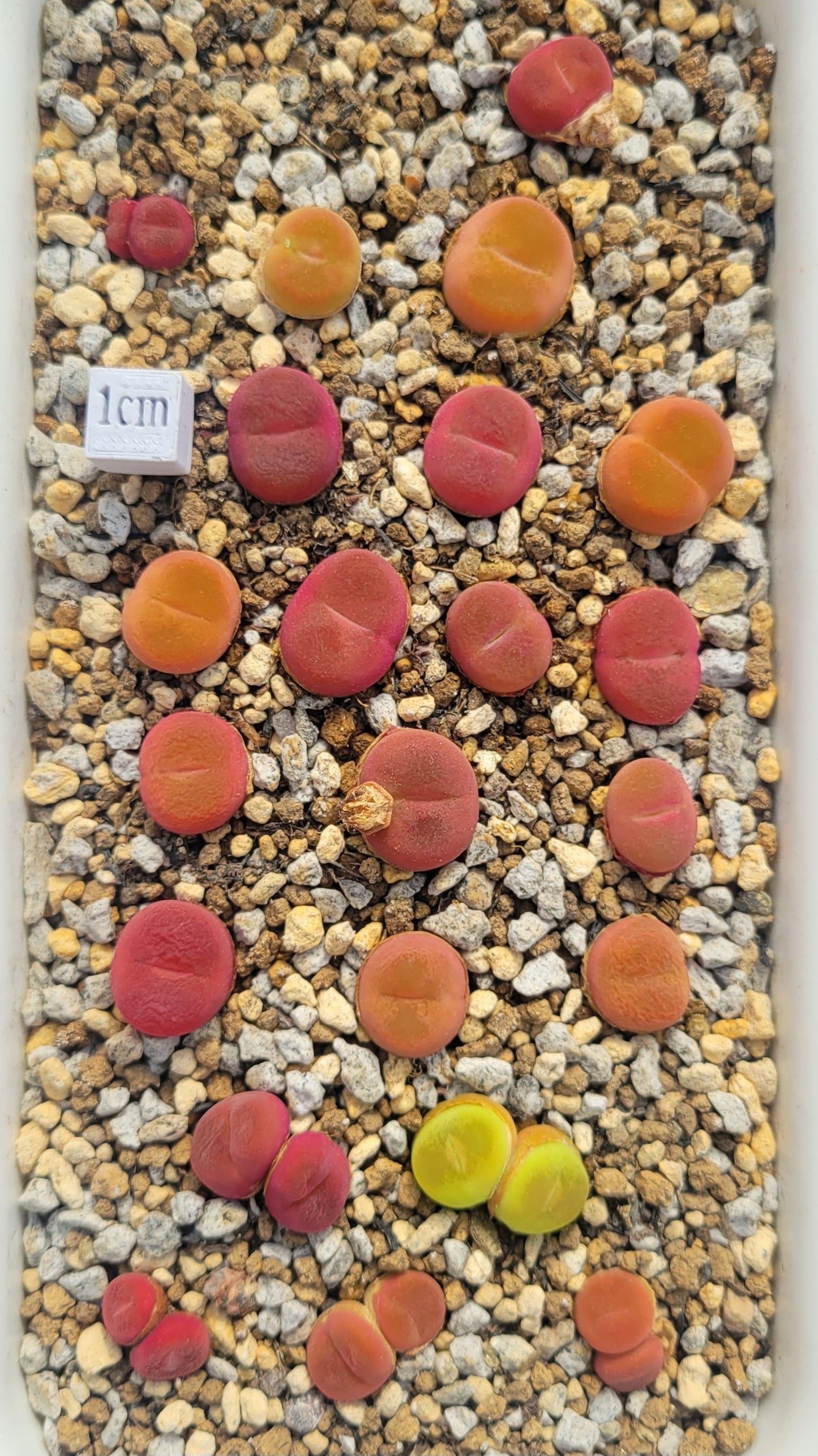 Conophytum Maughanii MG#1801.1 "Flat Peach" Mother Plants