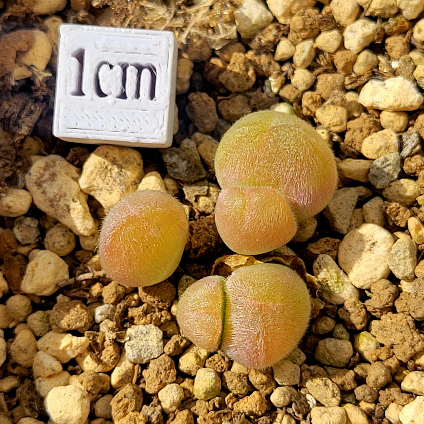 Conophytum Gibbaeum Pilosulum Cluster (long hair)