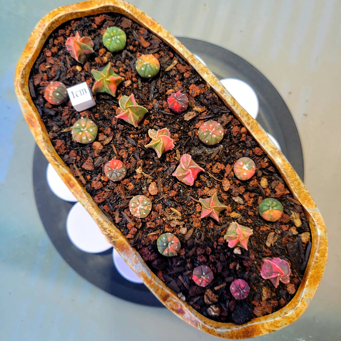 Astrophytum Asterias or Astrophytum Myriostigma ALL Variegated