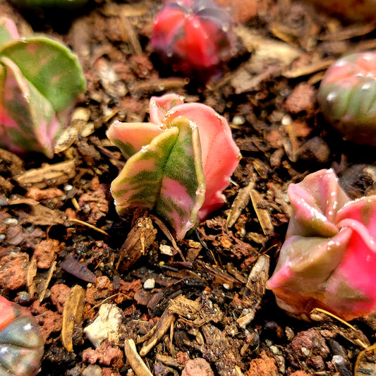 Astrophytum Asterias or Astrophytum Myriostigma ALL Variegated