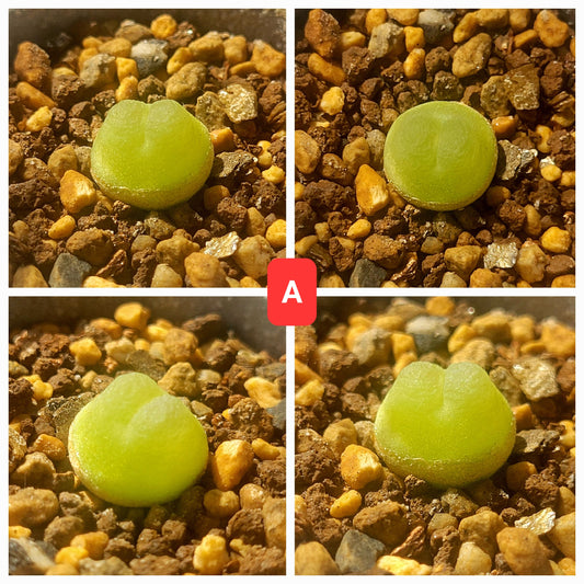 Conophytum Ratum SH1200