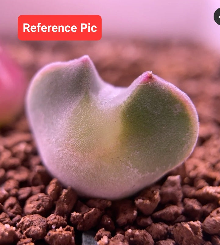 Conophytum Regale SH793 'Ratelpoort'