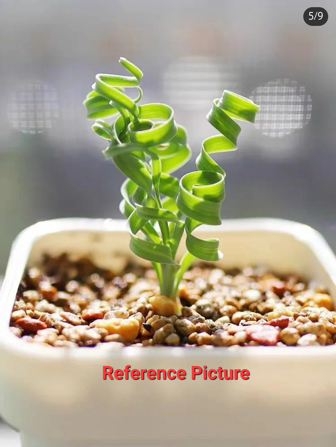 Albuca Concordiana ALL AWAKEN Randomly Picked