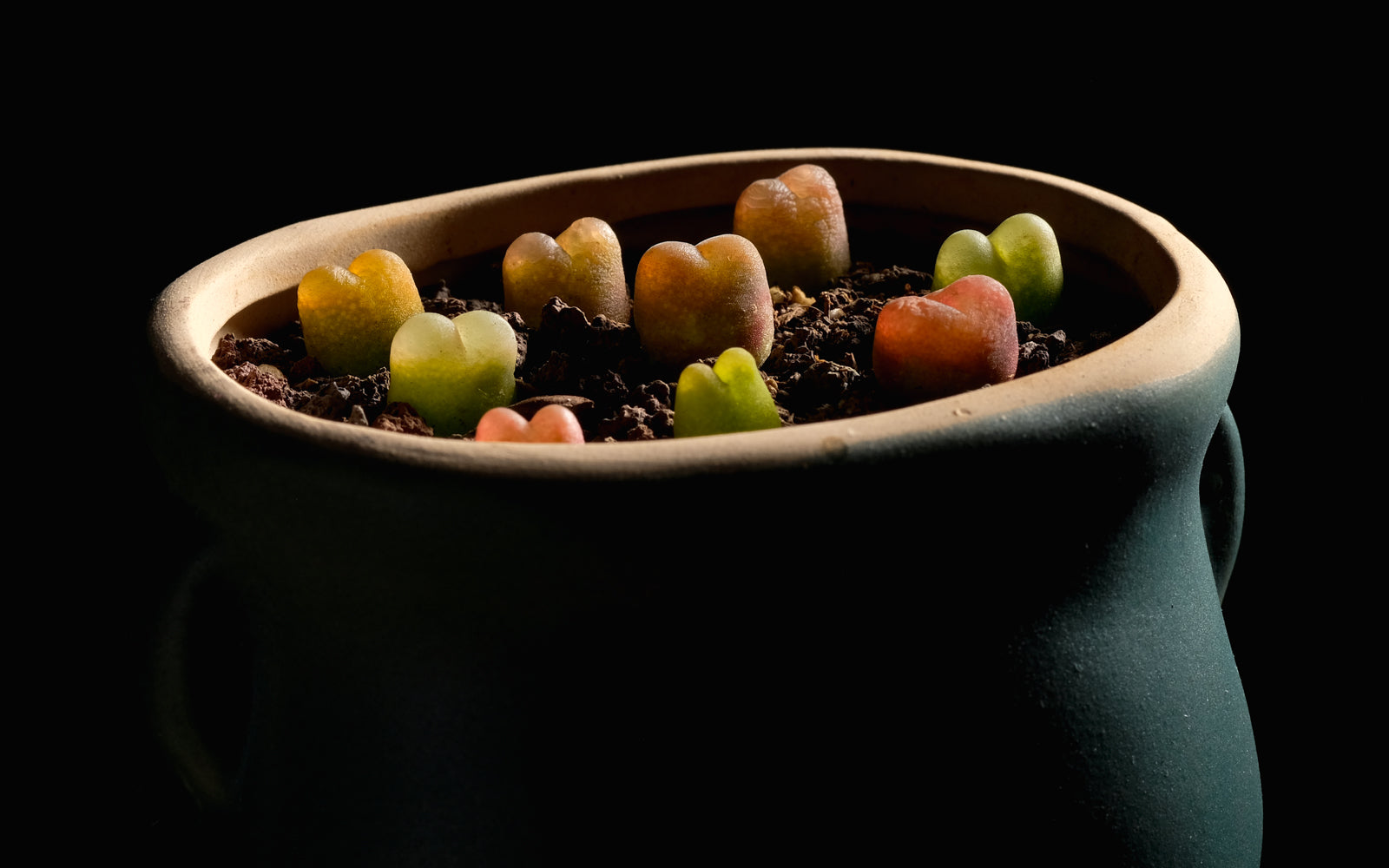 Planting Conophytum Maughanii – La Succuland