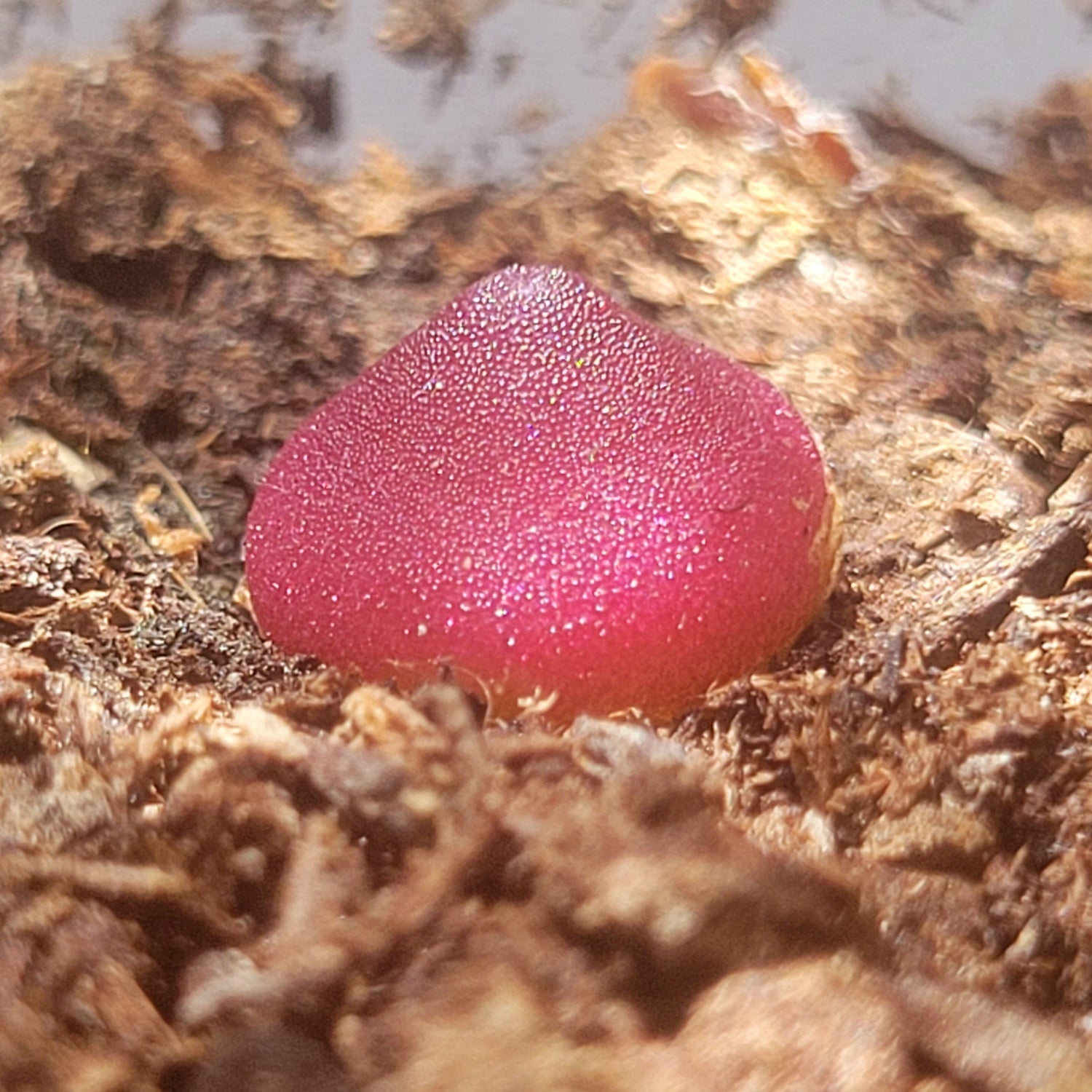 Conophytum Hammeri SH2108