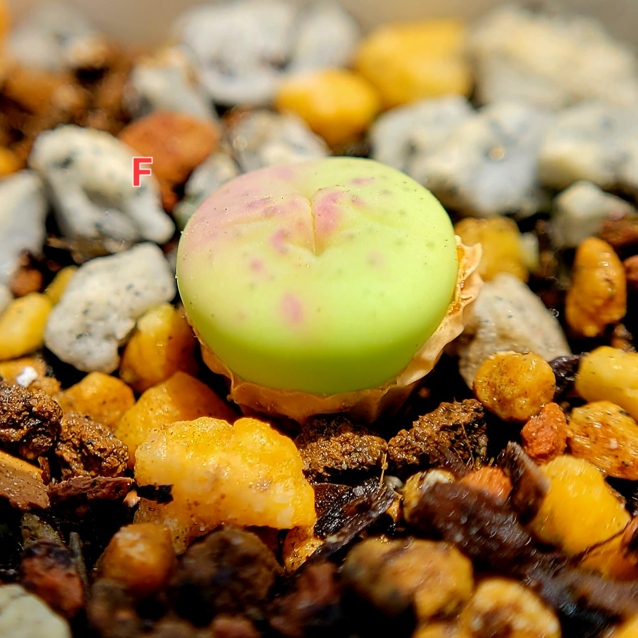 Conophytum Stevens Jonesianum