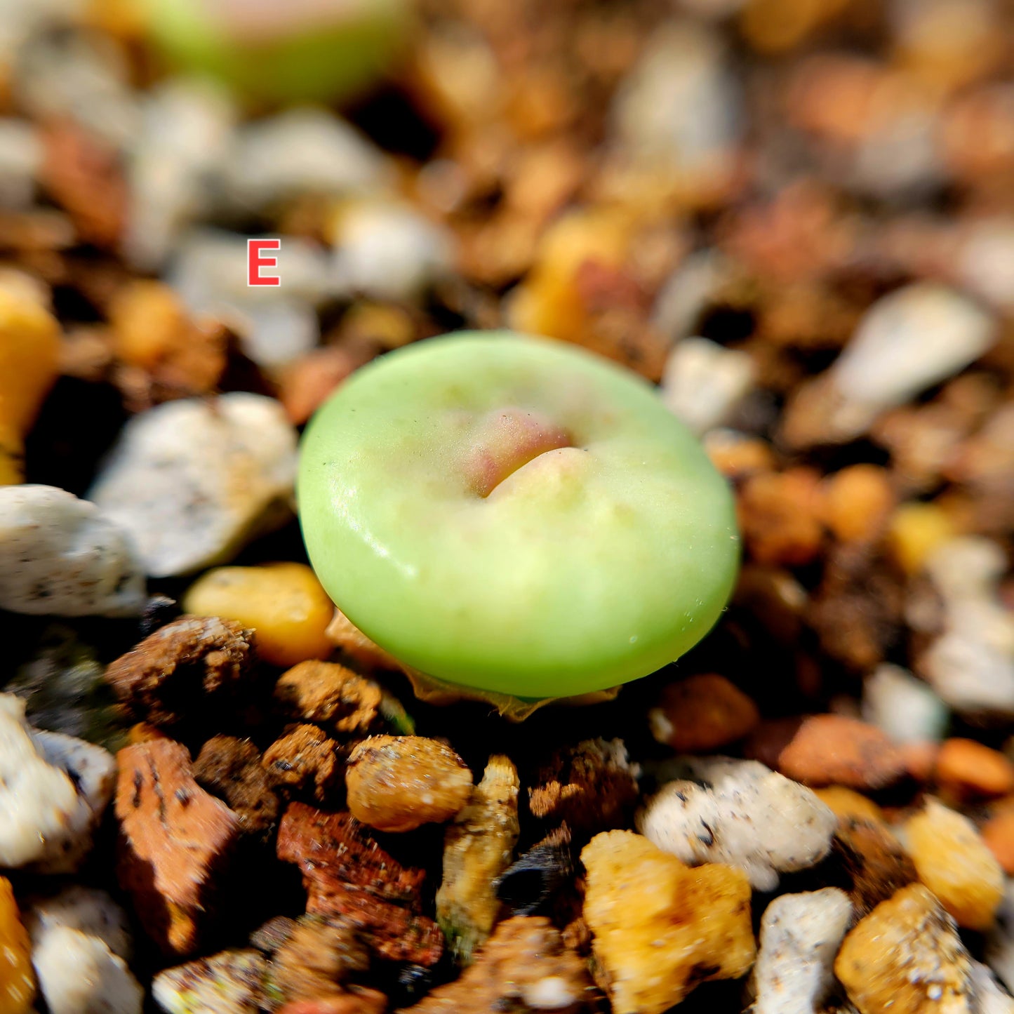 Conophytum Stevens Jonesianum