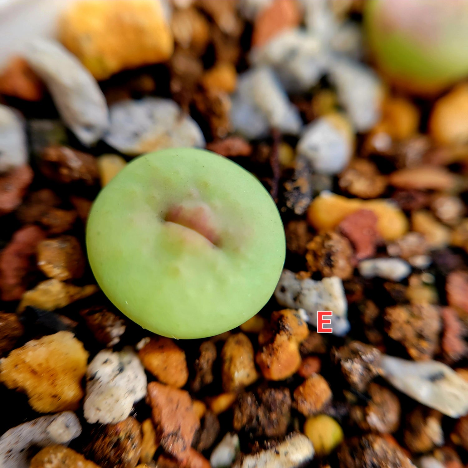 Conophytum Stevens Jonesianum