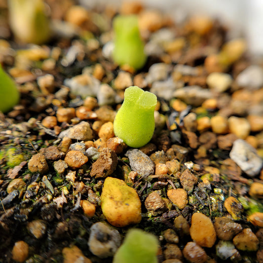 Conophytum Devium MG#1416.4