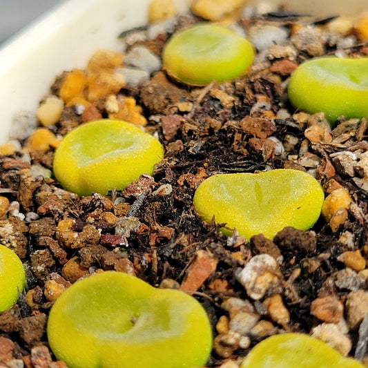 Conophytum Phoeniceum SH1212