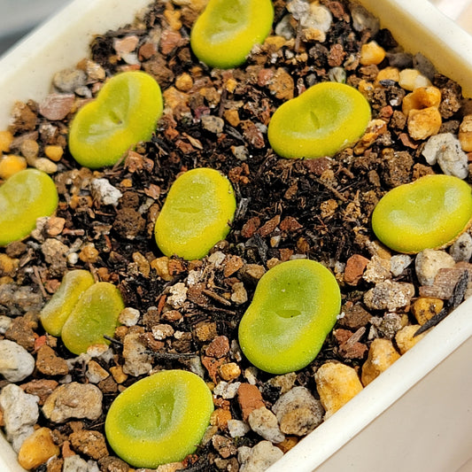 Conophytum Phoeniceum SH1212