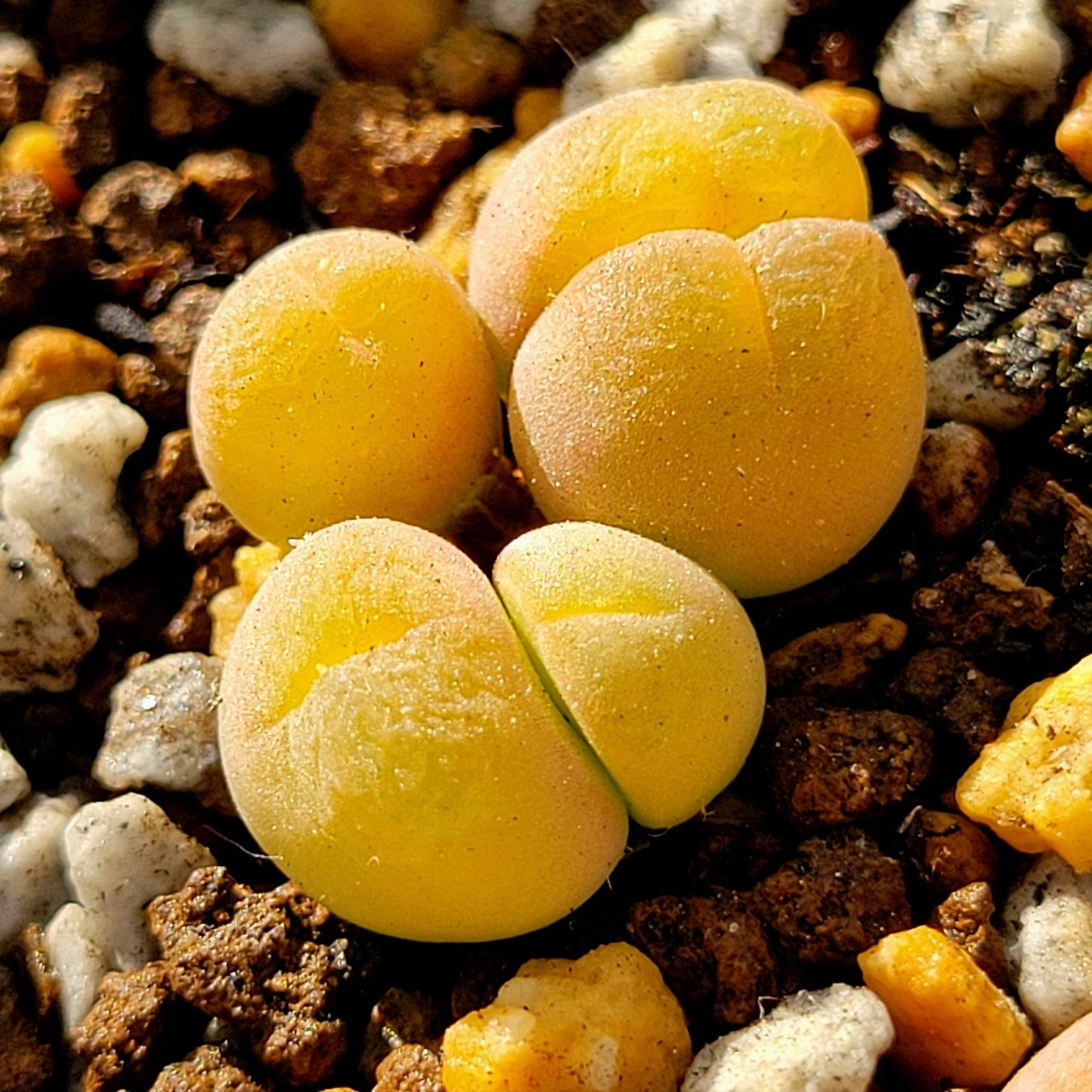 Conophytum Gibbaeum Pilosulum Clusters (short hair)