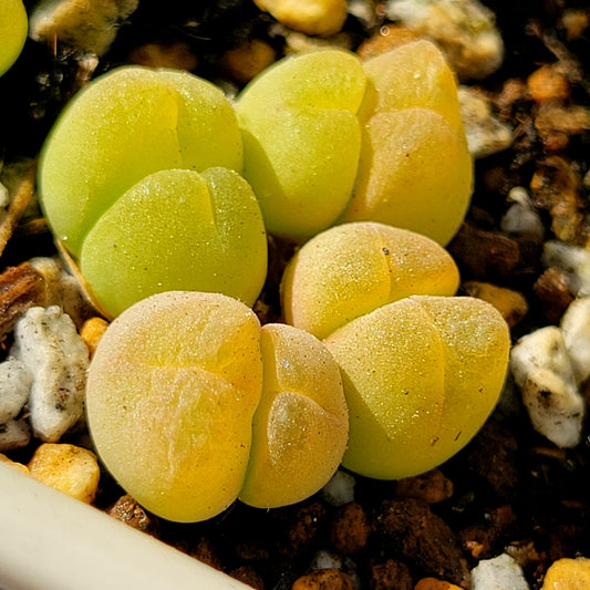 Conophytum Gibbaeum Pilosulum Clusters (short hair)